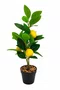 Arranjo Art Árvore Limão Tangerina 40cm - Tuut