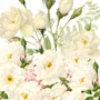 Guardanapo Roses Blancs 33x33